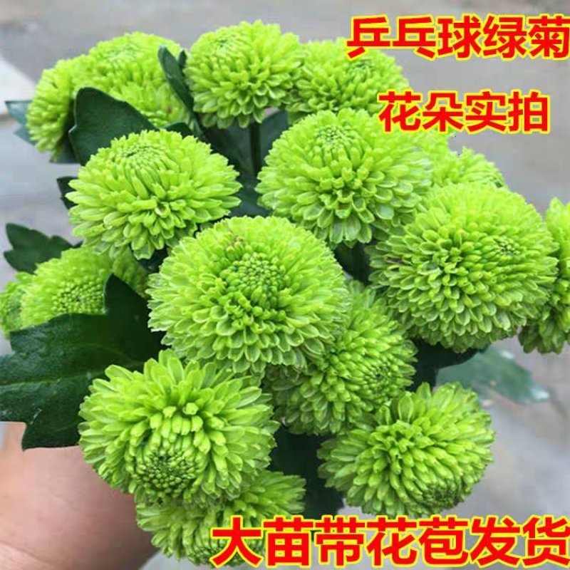 菊花黄千丝绿乒乓。墨菊花盆栽。