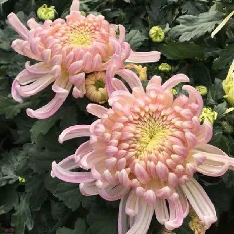 菊花黄千丝绿乒乓。墨菊花盆栽。