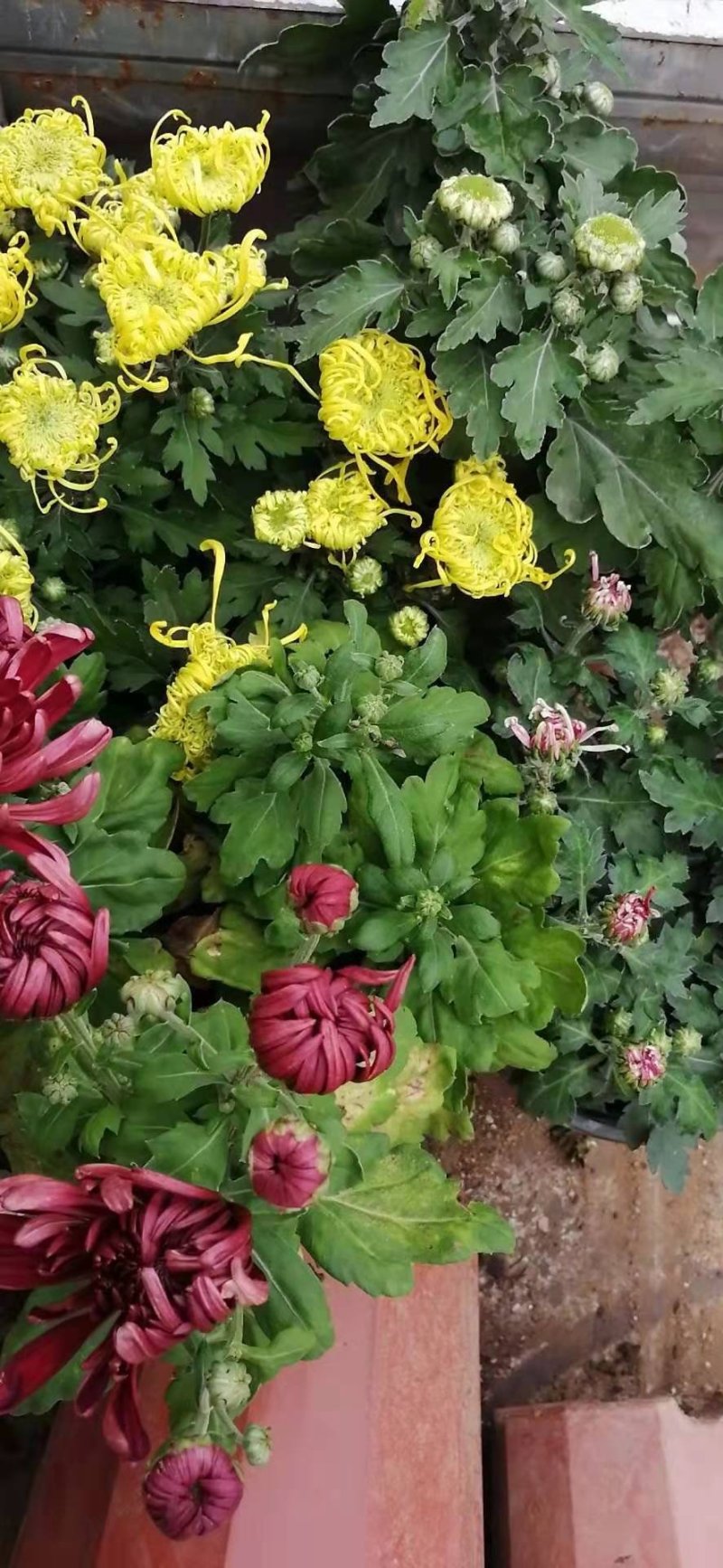 菊花黄千丝绿乒乓。墨菊花盆栽。