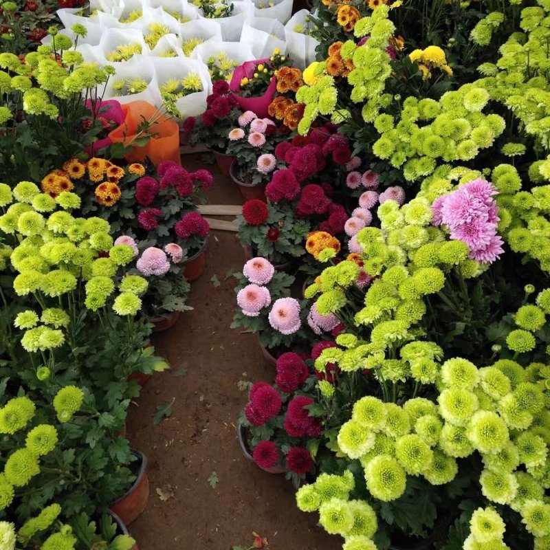 菊花黄千丝绿乒乓。墨菊花盆栽。