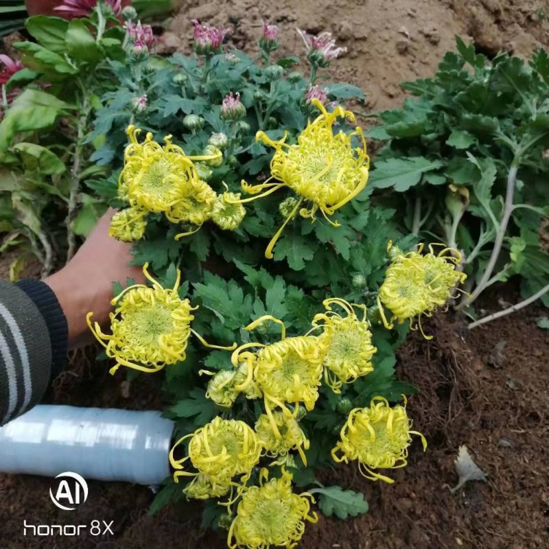 菊花黄千丝绿乒乓。墨菊花盆栽。