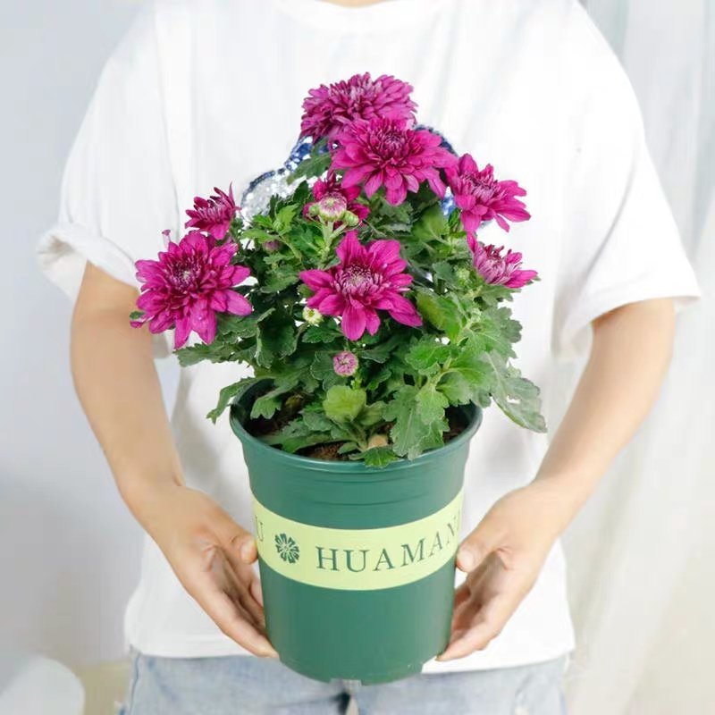 菊花黄千丝绿乒乓。墨菊花盆栽。