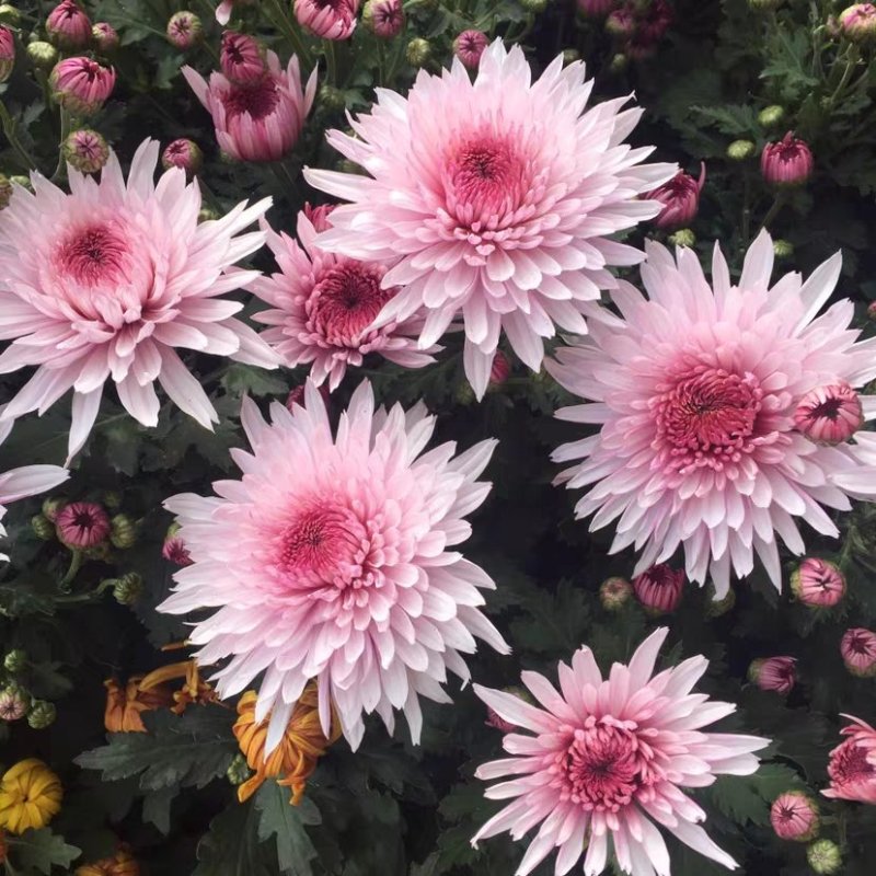 菊花黄千丝绿乒乓。墨菊花盆栽。