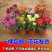 菊花黄千丝绿乒乓。墨菊花盆栽。