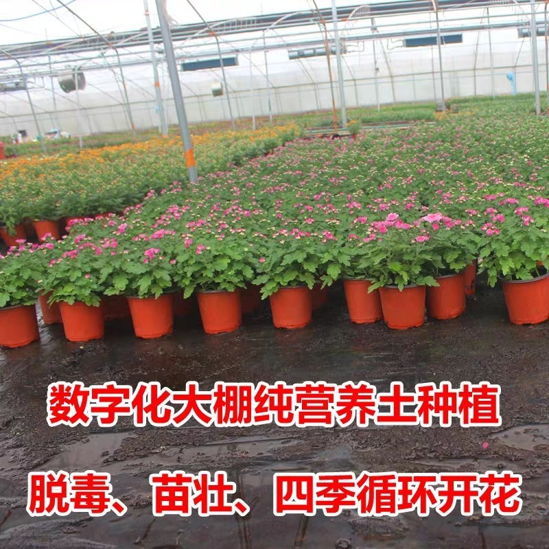 菊花黄千丝绿乒乓。墨菊花盆栽。