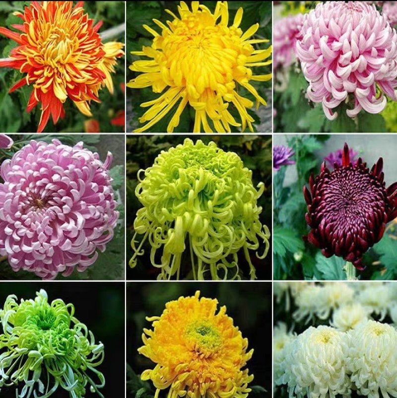 菊花黄千丝绿乒乓。墨菊花盆栽。