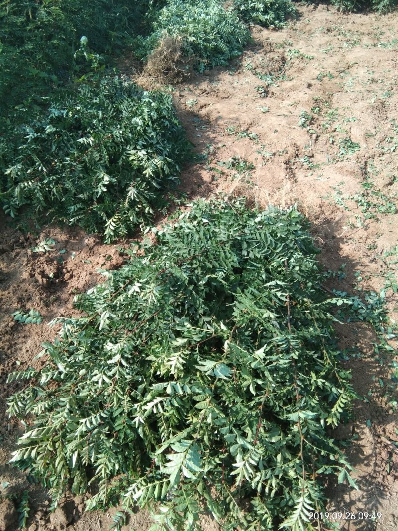 当年花椒苗。农户直供一手货源，货源充足，纯度高，成活率高