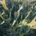 黄花菜种苗