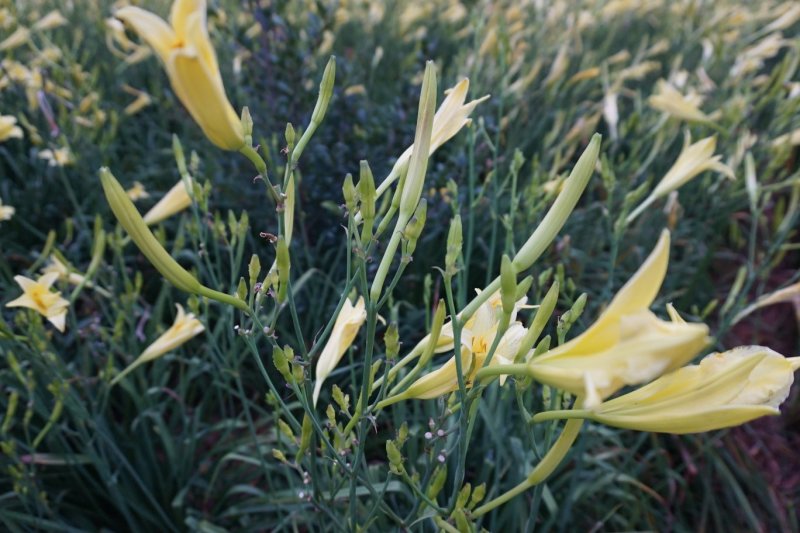 黄花菜种苗