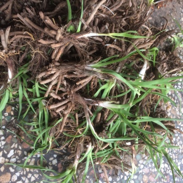 黄花菜种苗