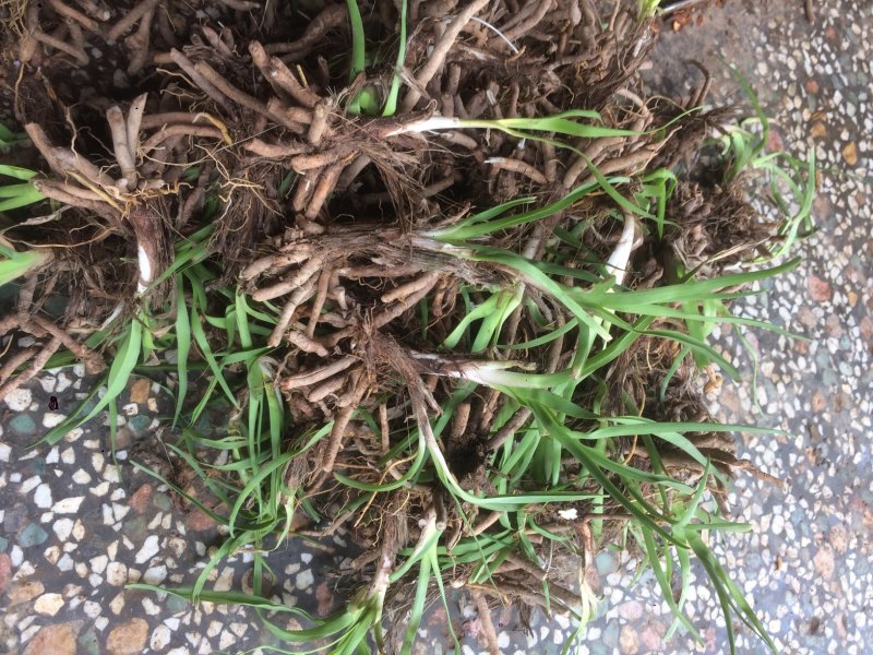 黄花菜种苗