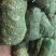 黄花菜种苗