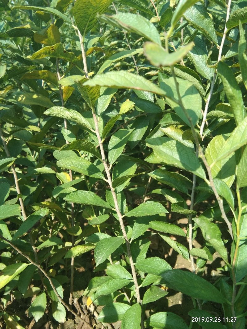 钙果苗。品种纯正，成活率高。个头大，农户直供