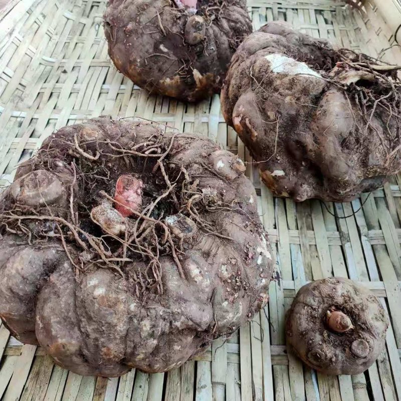 包邮大理农家新鲜魔芋鲜魔芋生魔芋魔芋豆腐粉魔芋