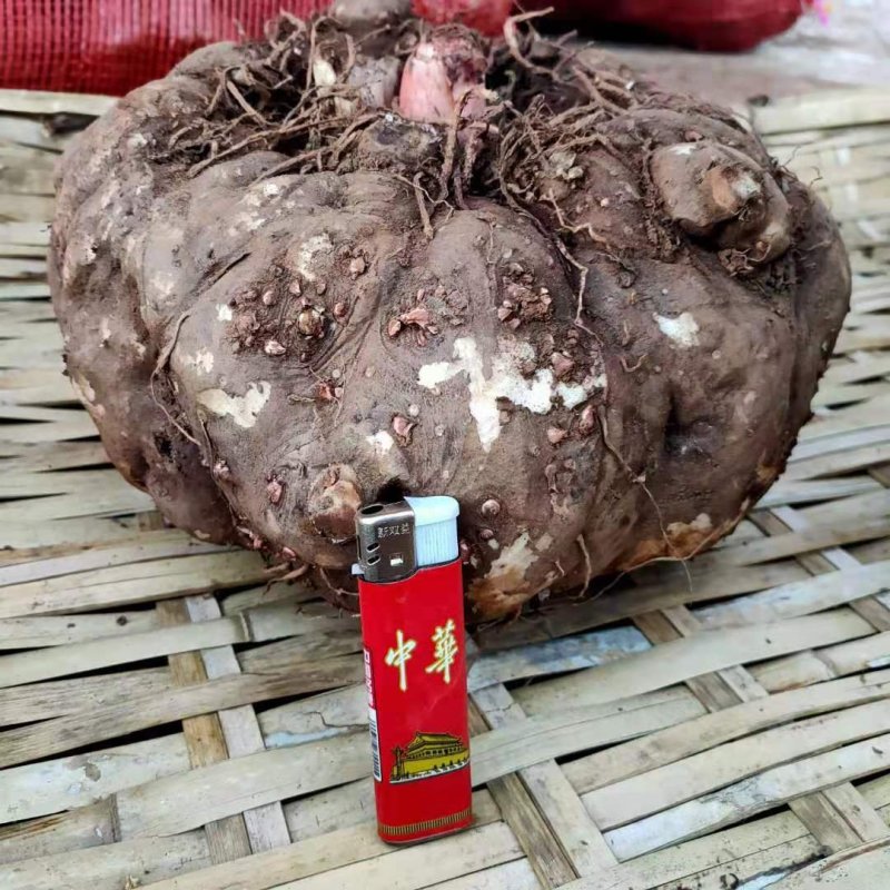 包邮大理农家新鲜魔芋鲜魔芋生魔芋魔芋豆腐粉魔芋