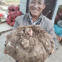 大理农家新鲜魔芋鲜魔芋生魔芋魔芋豆腐粉魔芋