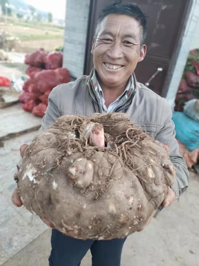 包邮大理农家新鲜魔芋鲜魔芋生魔芋魔芋豆腐粉魔芋