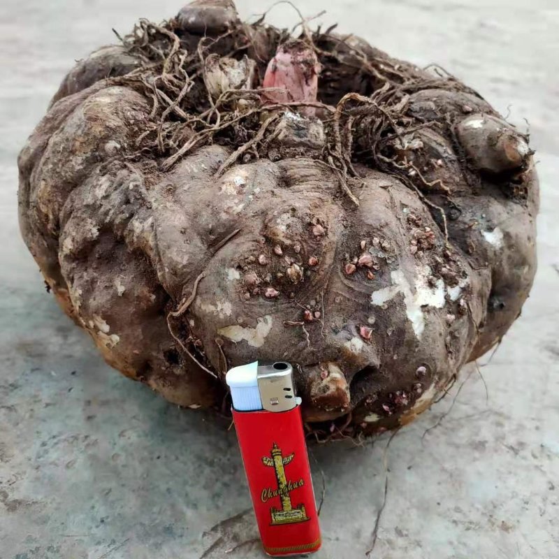 包邮大理农家新鲜魔芋鲜魔芋生魔芋魔芋豆腐粉魔芋