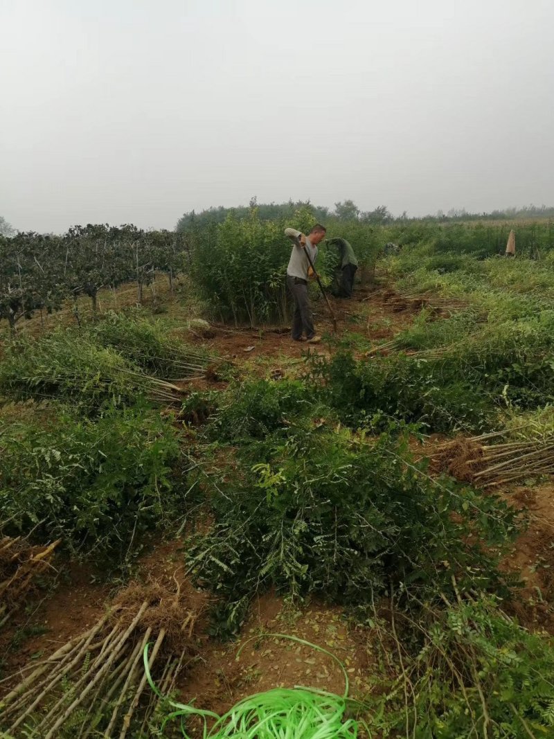 皂角苗山西。绿化苗木农户直供一手货源。货源充足，纯度高。