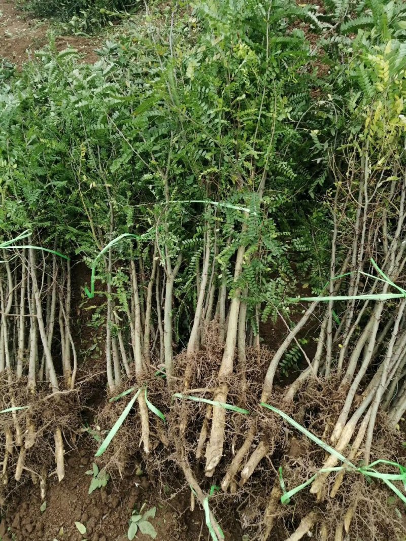 皂角苗山西。绿化苗木农户直供一手货源。货源充足，纯度高。