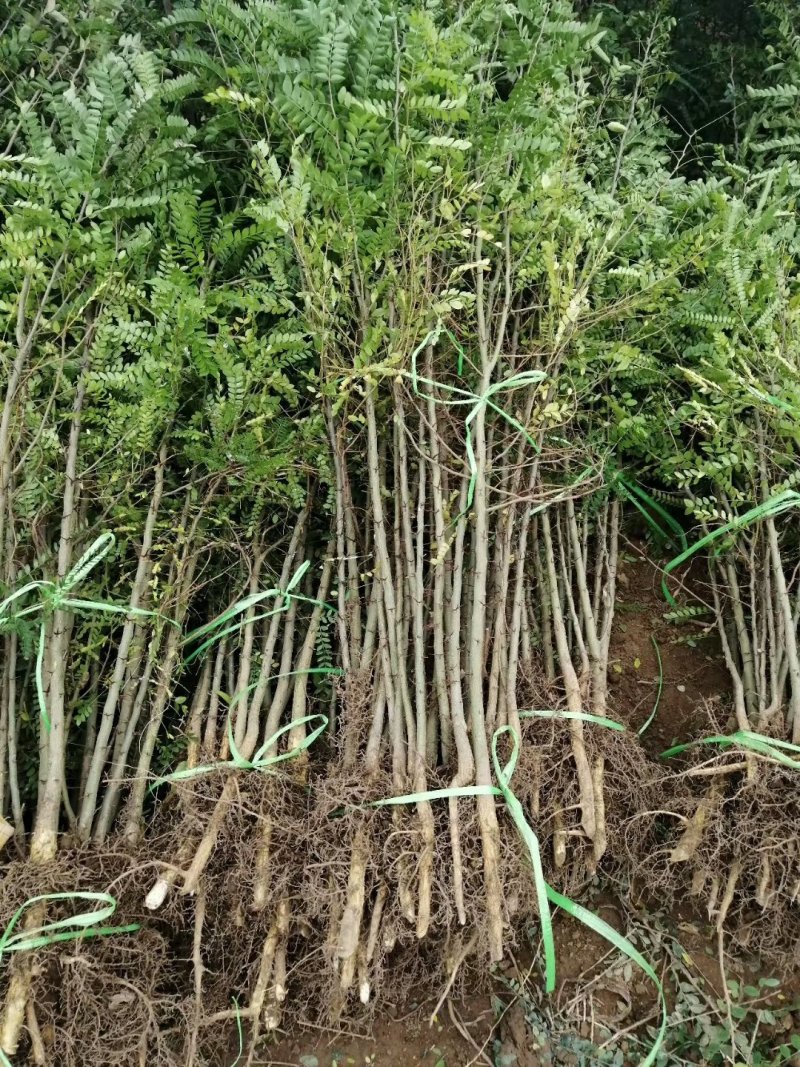 皂角苗山西。绿化苗木农户直供一手货源。货源充足，纯度高。