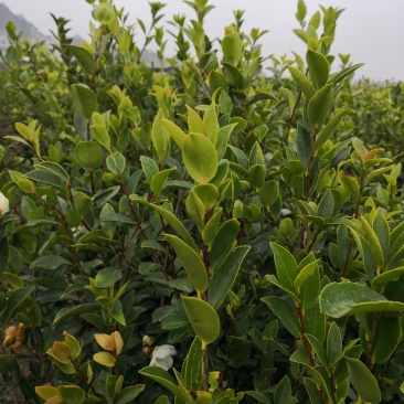 茶树苗基地直供，质量保证，价格优惠，欢迎新老客户前来订购