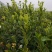 茶树苗基地直供，质量保证，价格优惠，欢迎新老客户前来订购