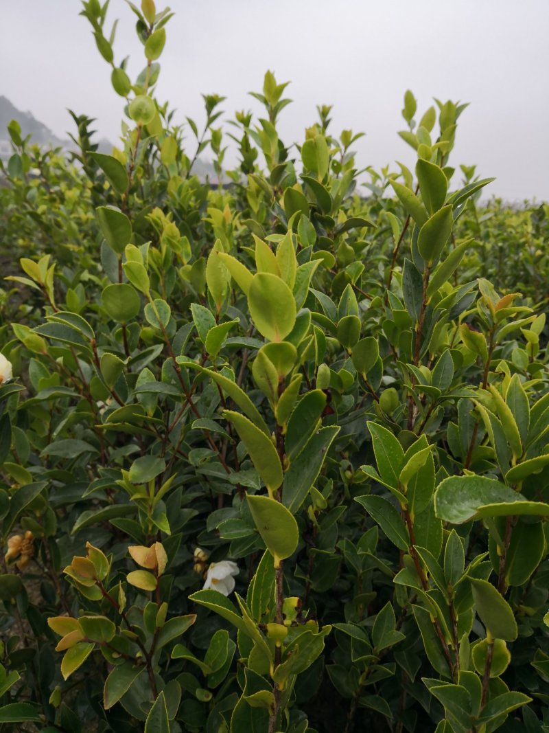 茶树苗基地直供，质量保证，价格优惠，欢迎新老客户前来订购