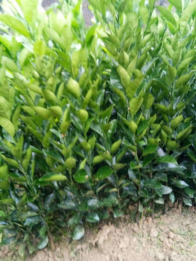 纽荷尔脐橙苗三证包开，预订优惠多，品种纯度好，无病毒