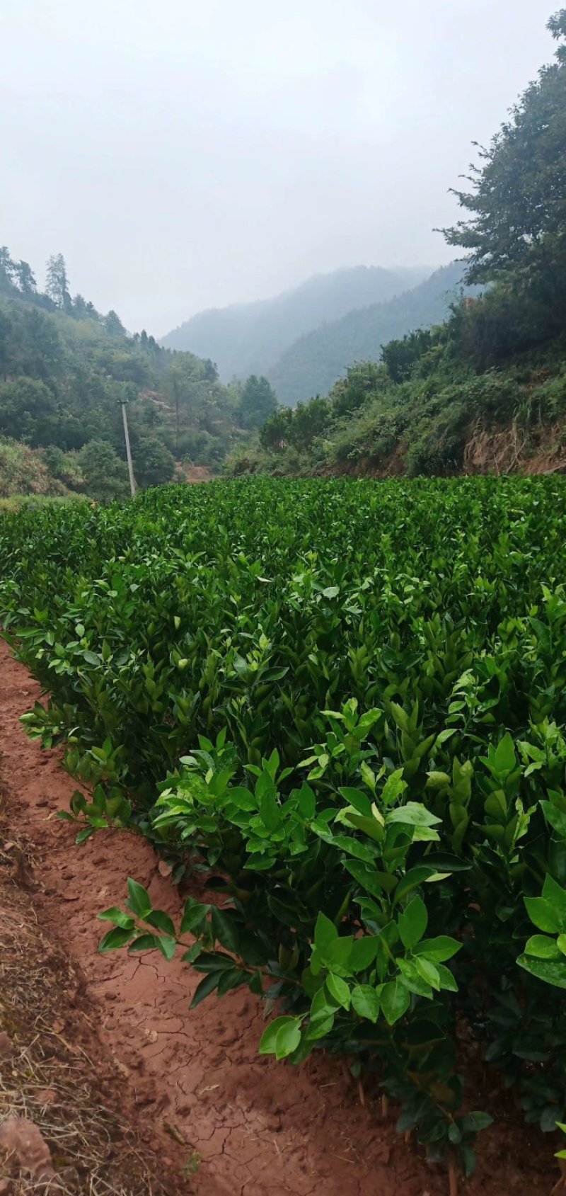 纽荷尔脐橙苗三证包开，预订优惠多，品种纯度好，无病毒