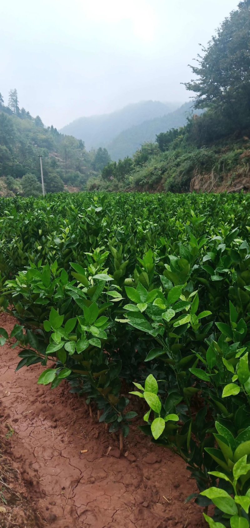 纽荷尔脐橙苗三证包开，预订优惠多，品种纯度好，无病毒
