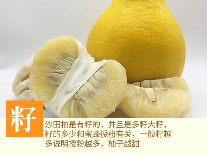 梅州沙田柚（梅州金柚）