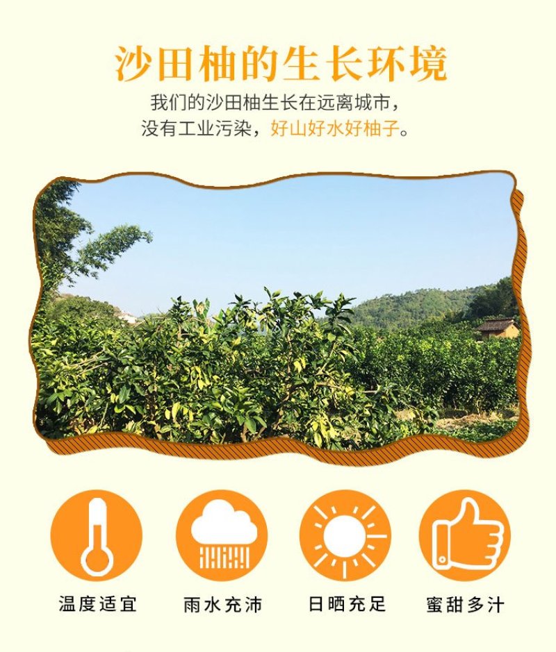 梅州沙田柚（梅州金柚）