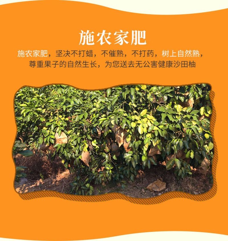 梅州沙田柚（梅州金柚）