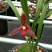 兰花