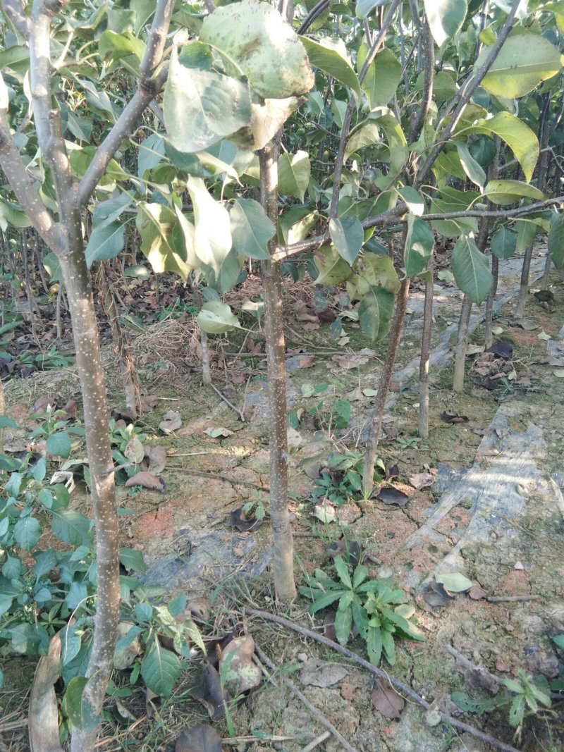 【包品种包技术】山东梨树苗基地玉露香梨树苗山东梨树苗品种
