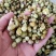 特级药用白芨野生新鲜无硫中药材旱小白及500g1斤