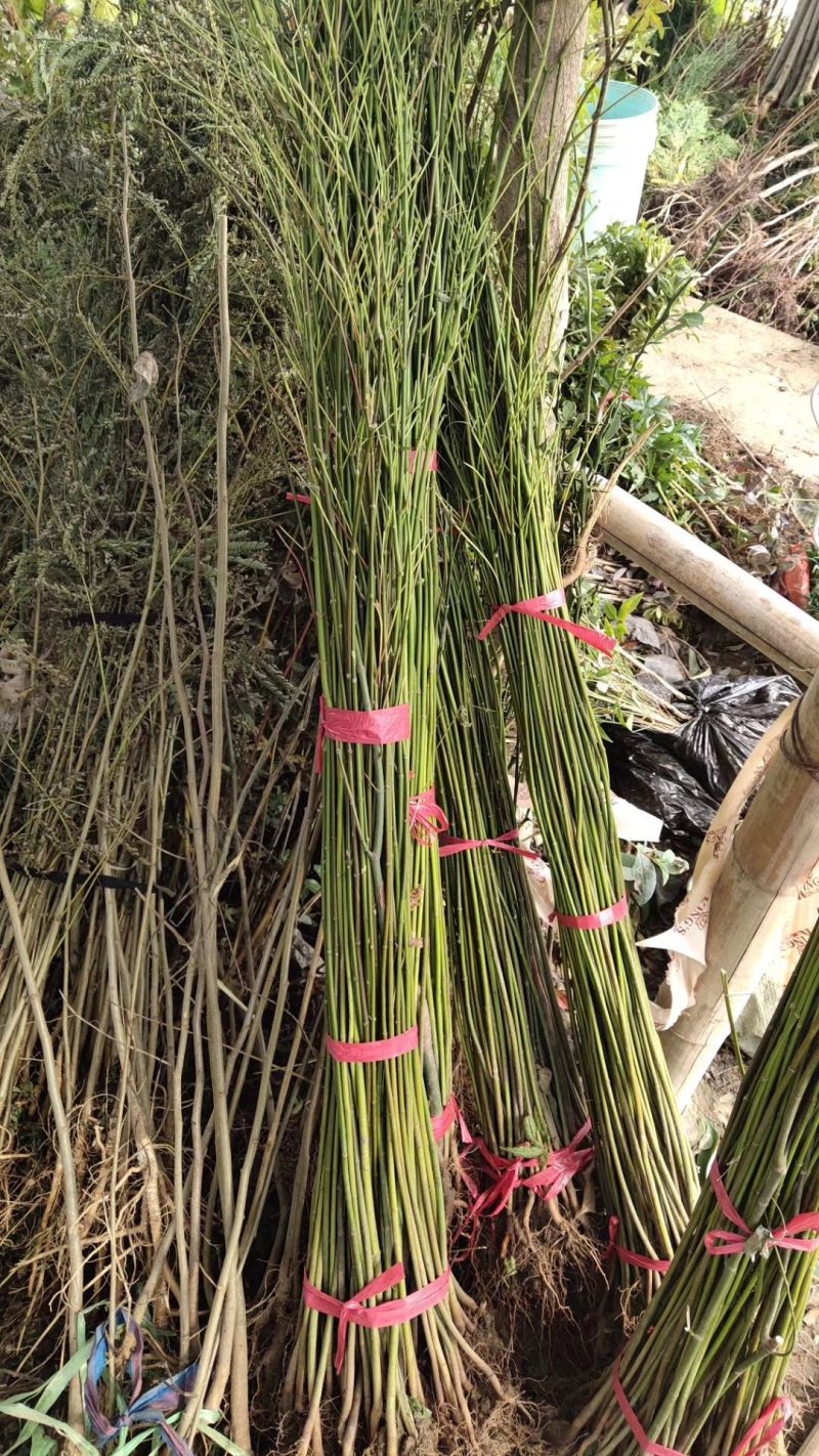 青枫树高度50－80公分左右包邮2元一颗