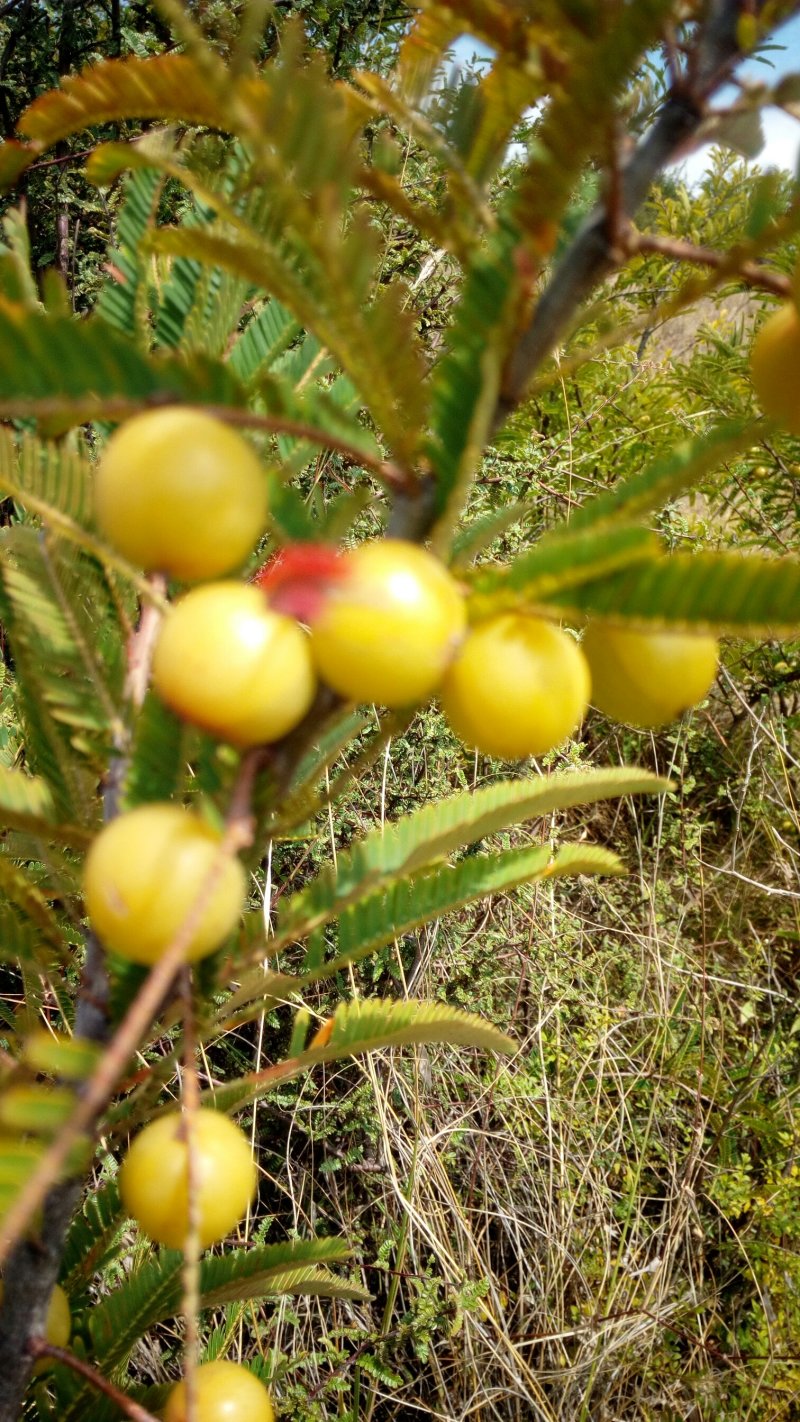 橄榄(野生果)余甘果有40吨货