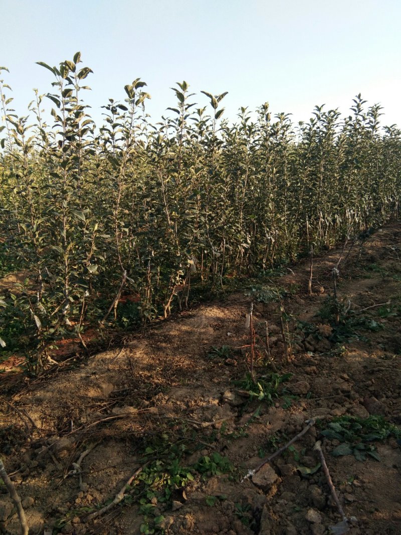 【苹果苗基地】维纳斯黄金苹果苗维纳斯苹果苗价格苹果苗