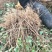 连翘杯苗绛县。绿化苗木农户直供一手货源。药用连翘苗