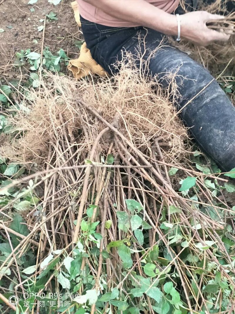 连翘杯苗绛县。绿化苗木农户直供一手货源。药用连翘苗