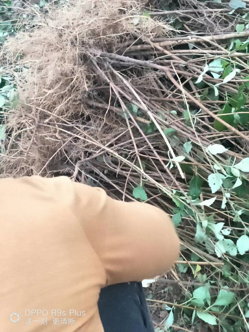 连翘杯苗绛县。绿化苗木农户直供一手货源。药用连翘苗