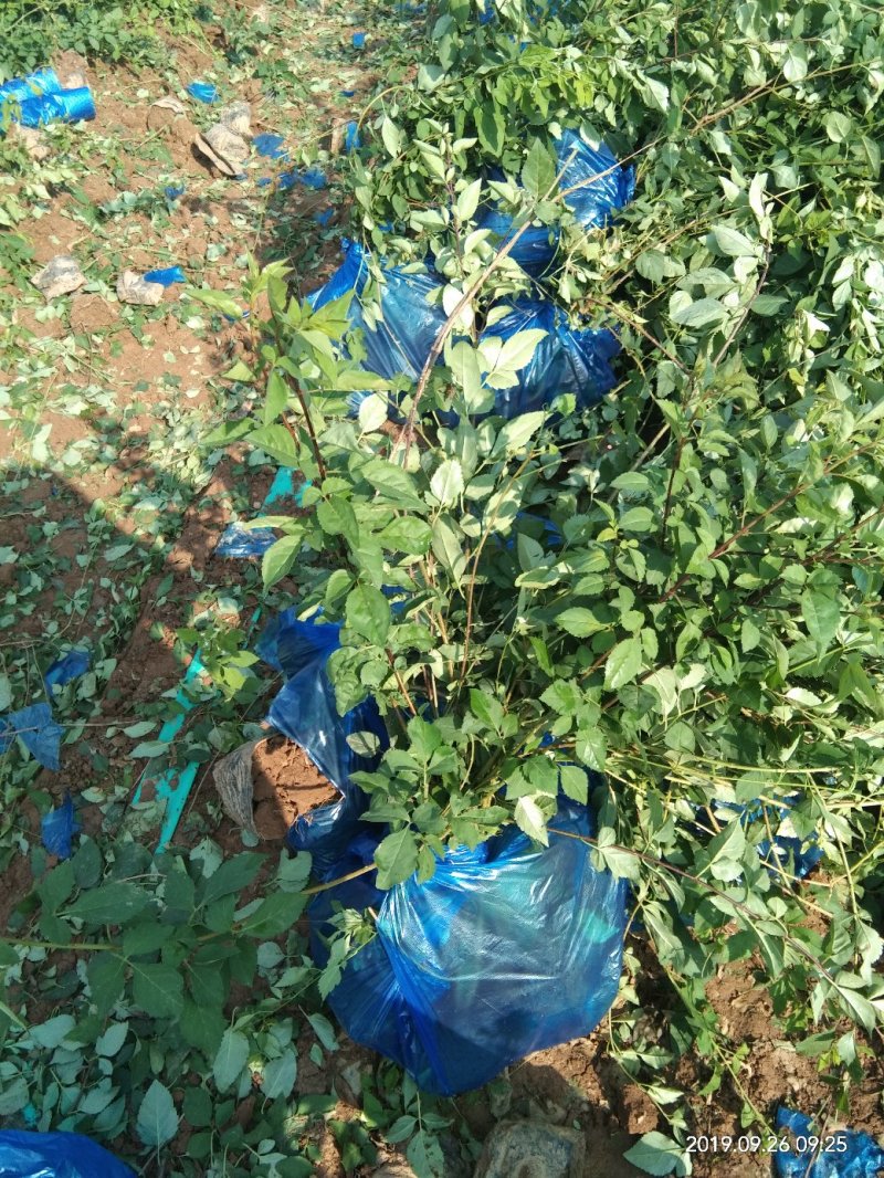 连翘杯苗绛县。绿化苗木农户直供一手货源。药用连翘苗