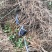连翘杯苗绛县。绿化苗木农户直供一手货源。药用连翘苗