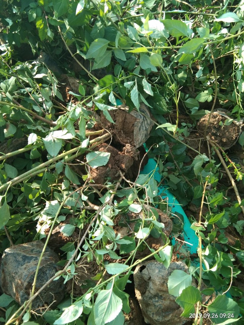 连翘杯苗绛县。绿化苗木农户直供一手货源。药用连翘苗