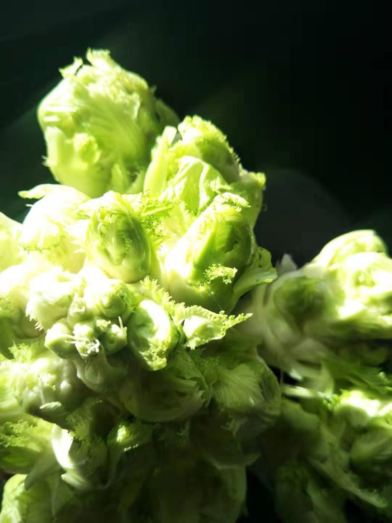 精品儿菜