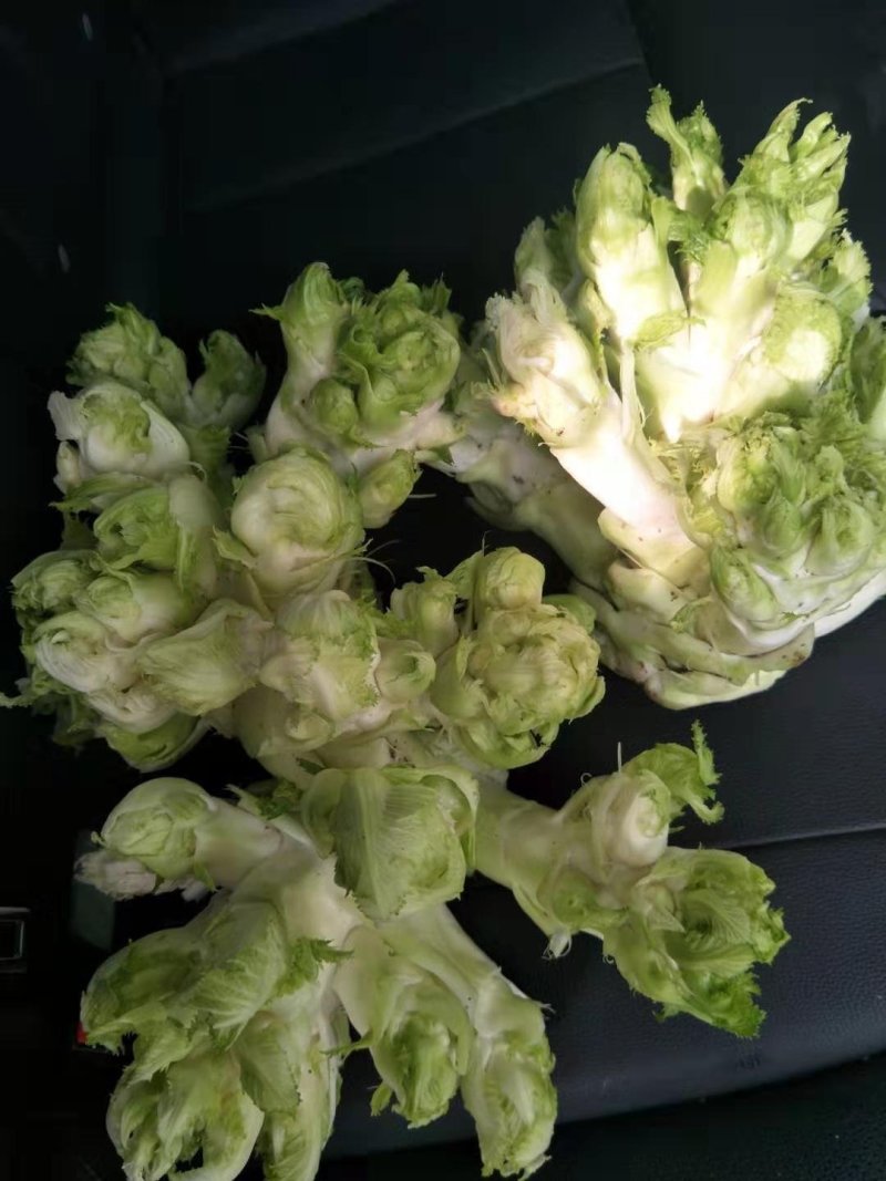 精品儿菜