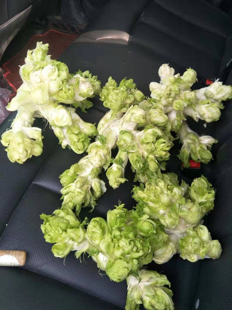 精品儿菜