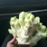 精品儿菜
